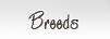 breeds